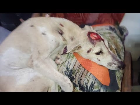 Cherry was almost killed by a speeding car, but neighbors rushed to her rescue.