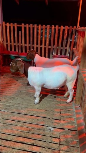The Secret to Raising #Boer Goats for Beginners (You Won’t Believe How Easy It Is)#shorts#trending