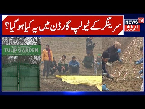 Tulip Garden Srinagar | Despite Harsh Winter Sowing Process of Holland Bulbs on Swing, tulip show