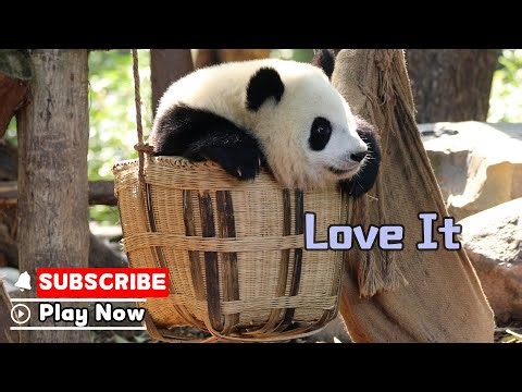 This Panda's Favorite Thing? The Swing! | iPanda