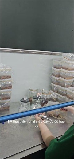 Cordyceps inoculation process #cordyceps #vbio #shorts #youtubetrends #trending #reels