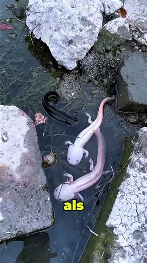 Where did all these Axolotls come from? 🦎🐟 | Fish Video | Fishing Video | Cartoon Video | #shorts