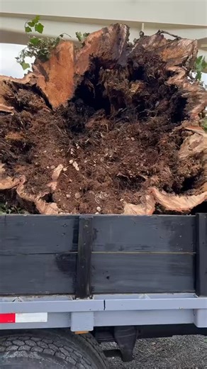 We had this huge hollow tree taken down at our store last year and we could have never guessed what we were going to find inside! We knew that a big 6 foot long black snake liked to curl up in a hole in the side, but it seems like it’s been a snake den for years after finding dozens of eggs through the rotted core. There was also all kinds of fungus growing inside of it too. So glad we had it taken down before it fell over on the store or worse! #anchorsandoars #treeremoval #snakeeggs #rottentre