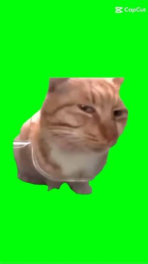 Free Cat Side Eye Video | Kedi memleri, Polaroid fotoğraf makinesi, Kedi mizahı