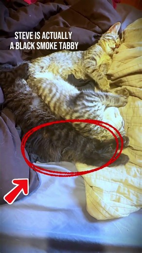 Steve has Ghost Stripes! #certifiedcatherder #cat #kittens
