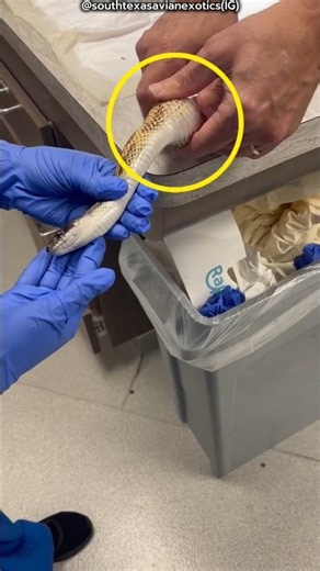 The Shocking Discovery Inside a Dead Snake! 😱🐍 #shorts #facts