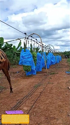 How Overhead Tracks and Horsepower Move Plantation Bananas