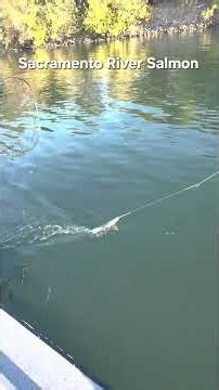 Sacramento River Salmon