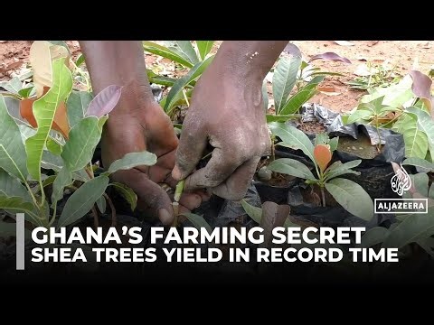 How Ghana cut shea tree growth time from 15 to 5 years