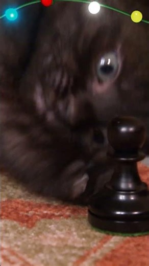 Kittens and Pups at Play for the Holidays! | Too Cute! | Animal Planet