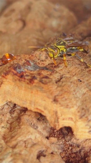 This wasp is looking dazed; is it getting ready to sleep?