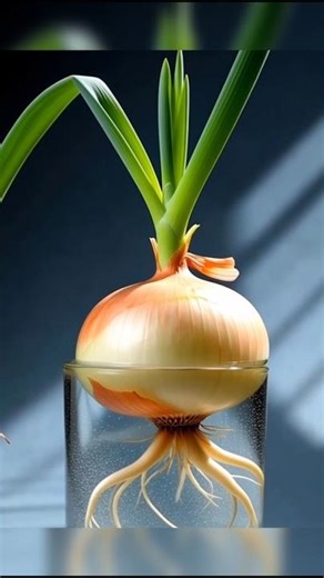 Onion Regrowth Timelapse in Water | Hyper-Realistic Root & Shoot Growth#onion