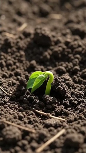 🧄 How to Grow Fresh Garlic at Home #subscribe #video #farming #varieties #shortvideo #shortclip