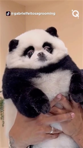 Best PET glow-ups! 🐾 (Wait for the crochet hat 😭) #cat #cute #dog