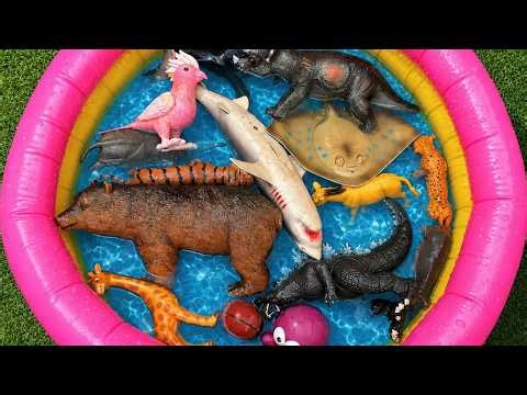 Sea Animals for Preschoolers Pool Ocean Adventure Sea Creature Names toys Facts