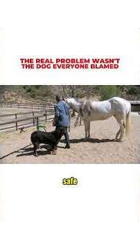 The real problem wasn't the dog everyone blamed