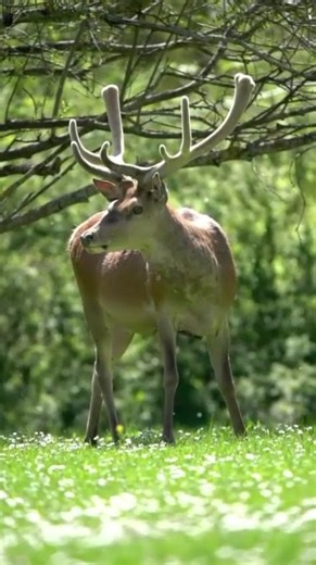 Beautiful deer in the wild