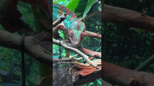 Watch hungry reptiles hunt several crunchy grasshoppers for lunch