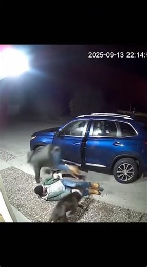 INTELLIGENT TERROR! 😱 AGGRESSIVE BORDER COLLIE PACK TRAPS AGENT! 🐕📋