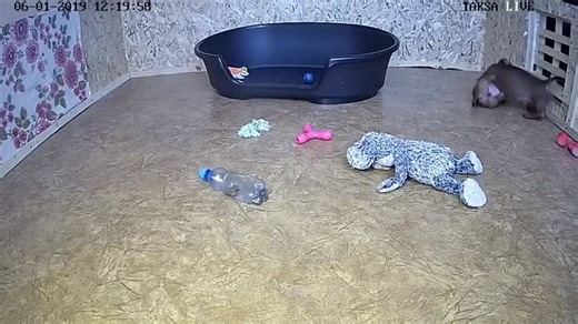 Видео 🔴 DAY 72/1. Прямая трансляция.Питомник Русский Ассортик представляет помет щенков такса "Р" | OK.RU