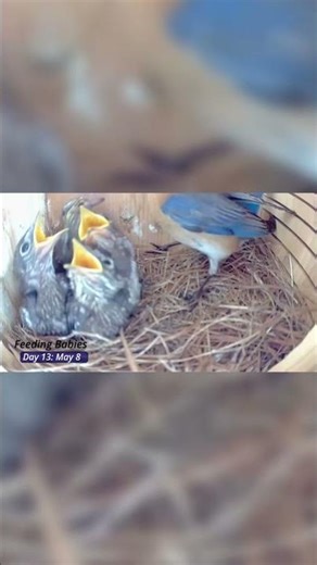 Hungry Bluebird Babies Don't Give Mom a Break #birds #nature #wildlife