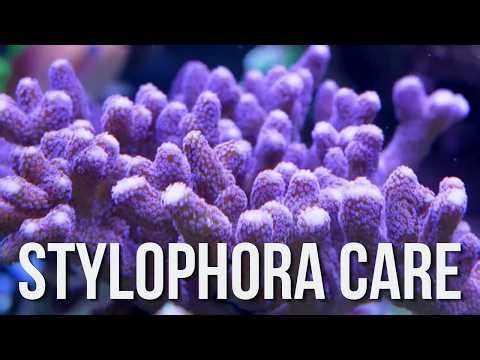 Jump Into SPS Coral with Stylos! BRStv Coral Care Guide