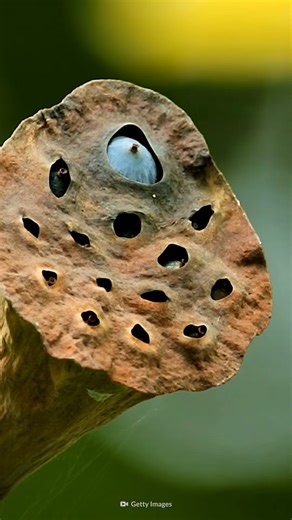 Watch what happens when parasites transform animals into living nightmares