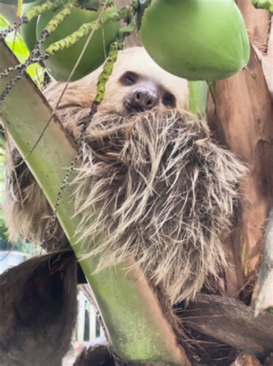How Many Hours Do Sloths Sleep? The Truth About Their Sleep