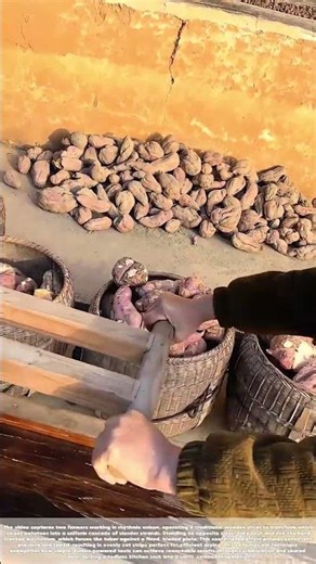 Pulling Precision: The Two-Person Art of Root Ribbons