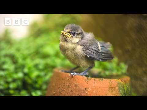 Blue tit chick vs Mr Fluffy the cat - BBC