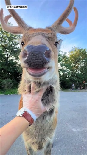 This Deer Kept Coming Back for Free Massages 🦌😂