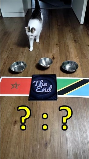 ⚽️😺 Oracle Cat predicts Morocco vs. Tanzania result #AfricaCup #OracleCat