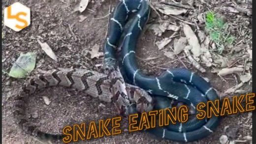 It’s a snake eat snake world out there