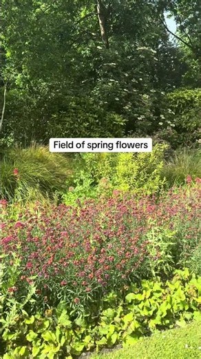 Field of spring flowers | Nature sights and sounds on this channel #naturesounds