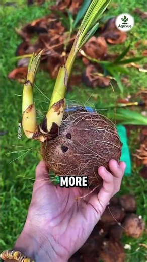 This Coconut Tree Can Grow Multiple Branches.