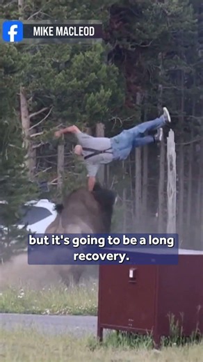 Yellowstone bison attack launches man into the air