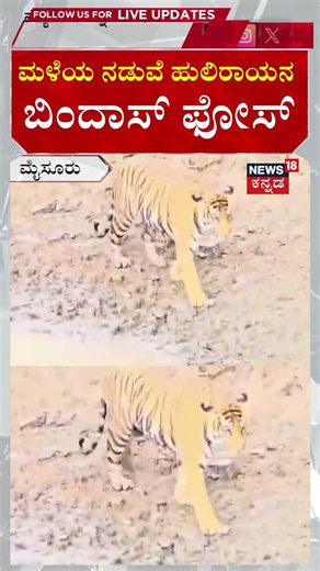Tiger In Kabini | ಮಳೆಯಲ್ಲೂ ಕೆರೆಗೆ ಇಳಿದು ತಂಪು ಮಾಡಿಕೊಂಡ ಹುಲಿ | N18S