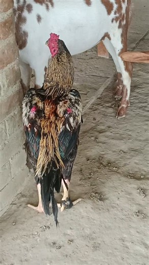 #fighter Aseel murga Java #breed #shortvideo