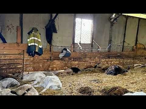 Investigan a un vecino de Trives (Orense) por la aparición de 90 animales muertos en una explotación