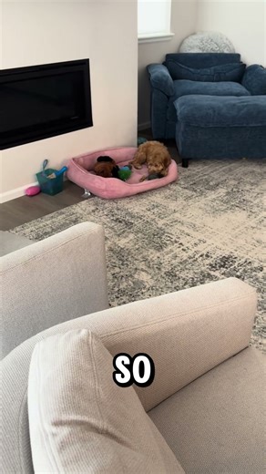 This heartbeat puppy was an absolute game changer for our sweet Betty 🐾💛