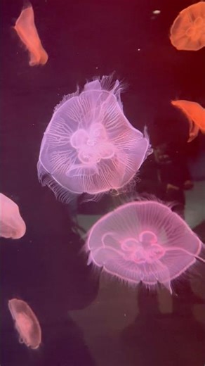 Moon Jellyfish in Atlanta Aquarium 🪼✨ (So Magical!)