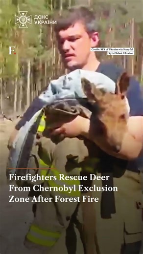 Firefighters Rescue Deer From Chernobyl Exclusion Zone After Forest Fire | Subscribe to Firstpost