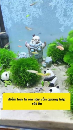 Just a clump of Taiwan moss makes the fish tank look so cool.