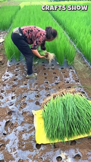 🌾🪴 Harvesting Fresh Crop Seedlings for Transplanting