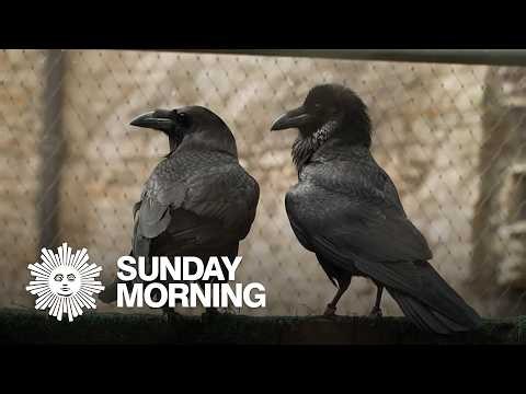 Meet the Tower of London's Ravenmaster