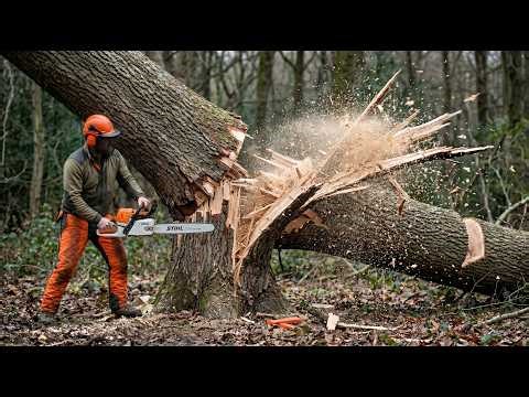 Massive Trees, Zero Control | Chainsaw Fails & Logging Truck Disasters