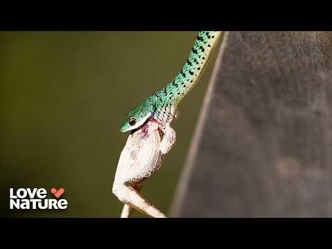 Predator vs Prey | Deadly Australians 102 + 103