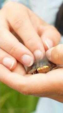 Cute Saltmarsh Sparrow Chicks Get Banded!