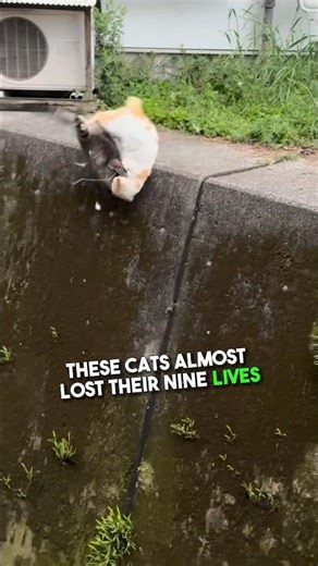 Cat Fight Gets Out of Control 😳🐾