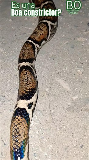 BOA CONSTRICTOR #nature #Boa #snake
